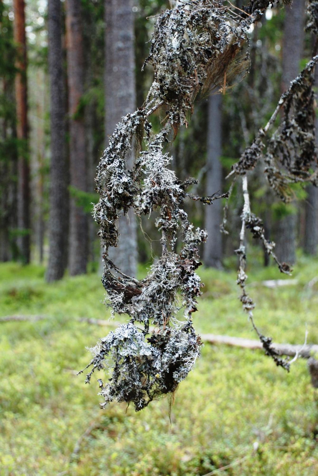 16 - Fulufjellets Nasjonalparker - Natur-, Dyre- Og Fugleopplevelser Ljørdal Exterior foto