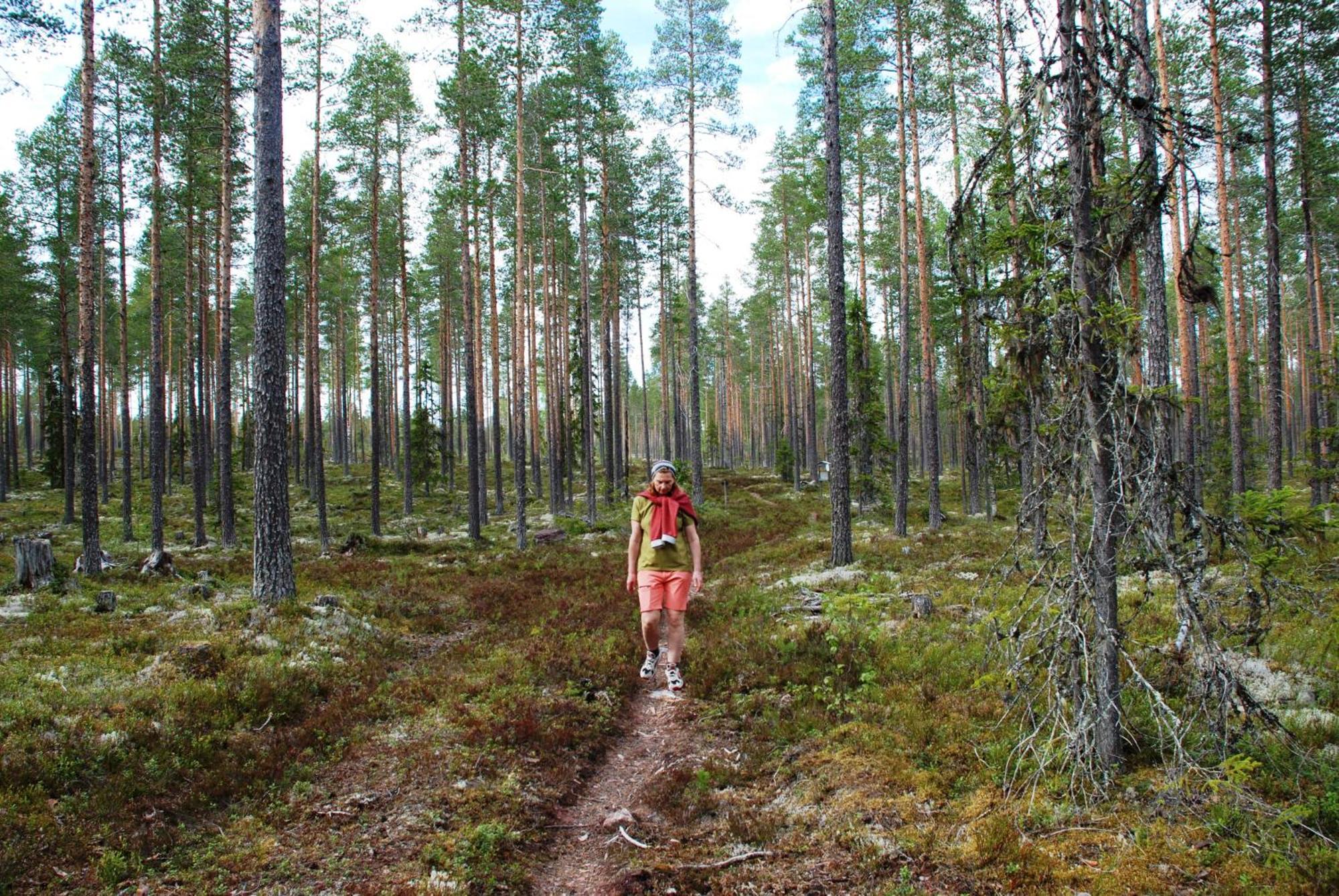 16 - Fulufjellets Nasjonalparker - Natur-, Dyre- Og Fugleopplevelser Ljørdal Exterior foto