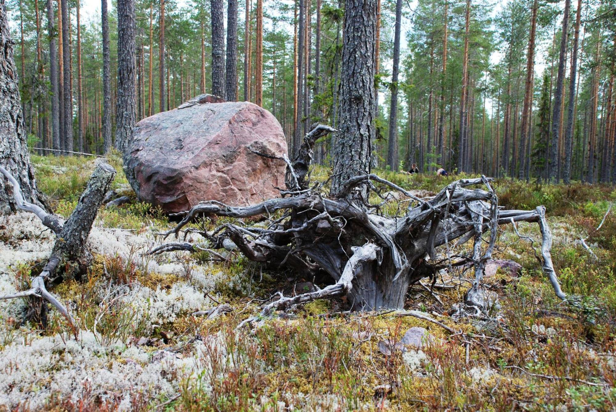 16 - Fulufjellets Nasjonalparker - Natur-, Dyre- Og Fugleopplevelser Ljørdal Exterior foto