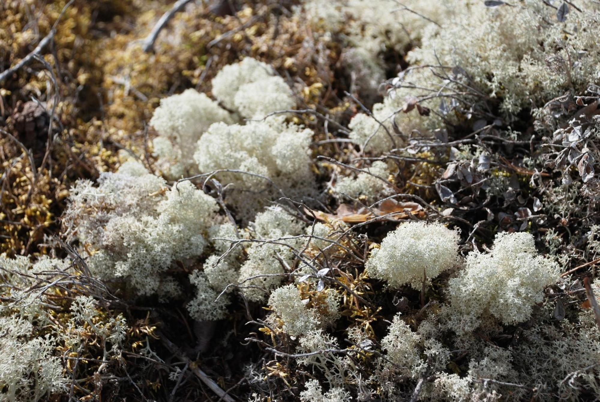 16 - Fulufjellets Nasjonalparker - Natur-, Dyre- Og Fugleopplevelser Ljørdal Exterior foto
