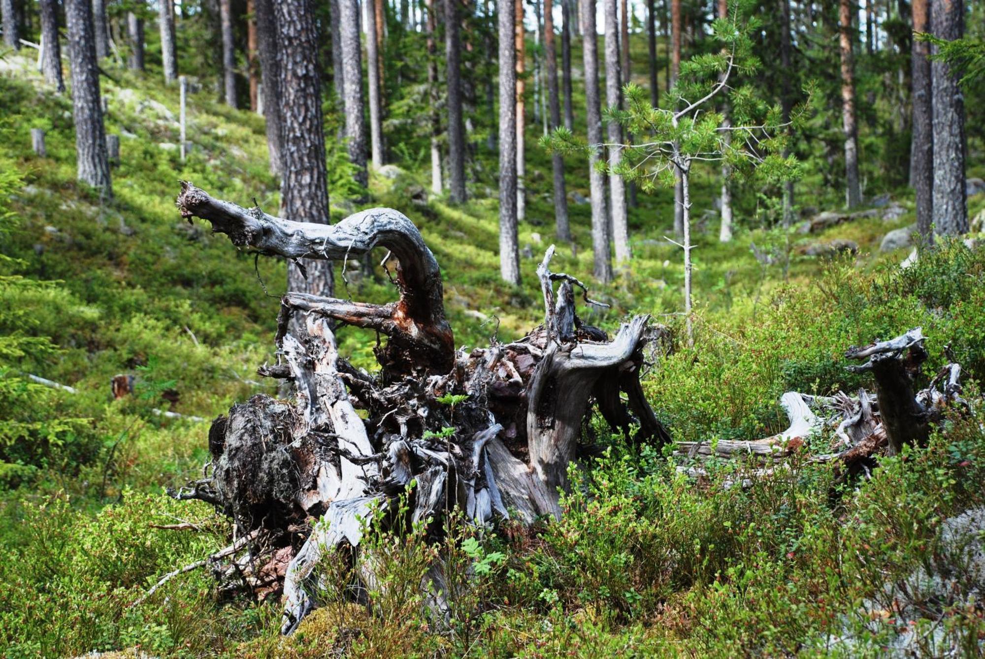 16 - Fulufjellets Nasjonalparker - Natur-, Dyre- Og Fugleopplevelser Ljørdal Exterior foto