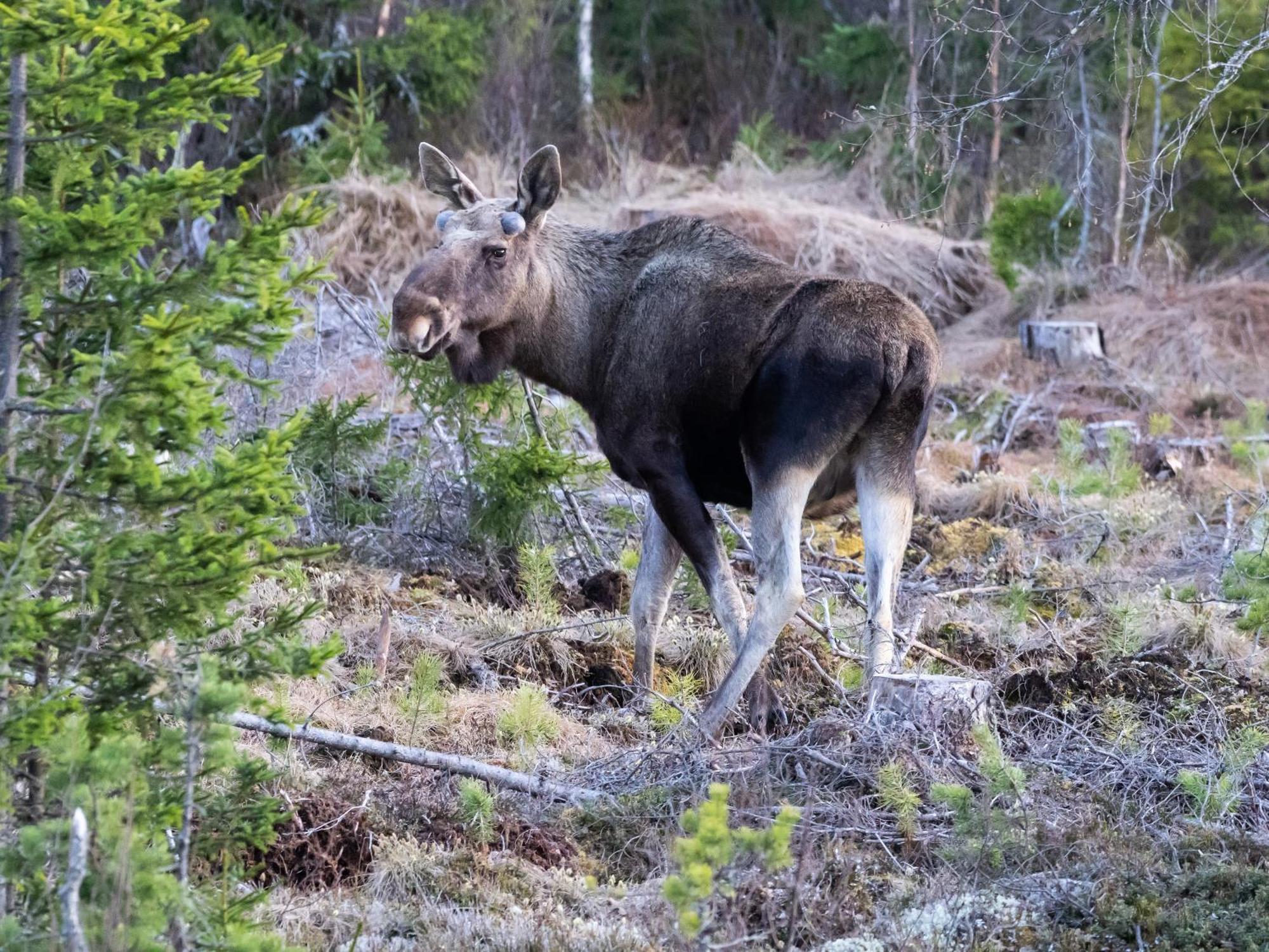 16 - Fulufjellets Nasjonalparker - Natur-, Dyre- Og Fugleopplevelser Ljørdal Exterior foto